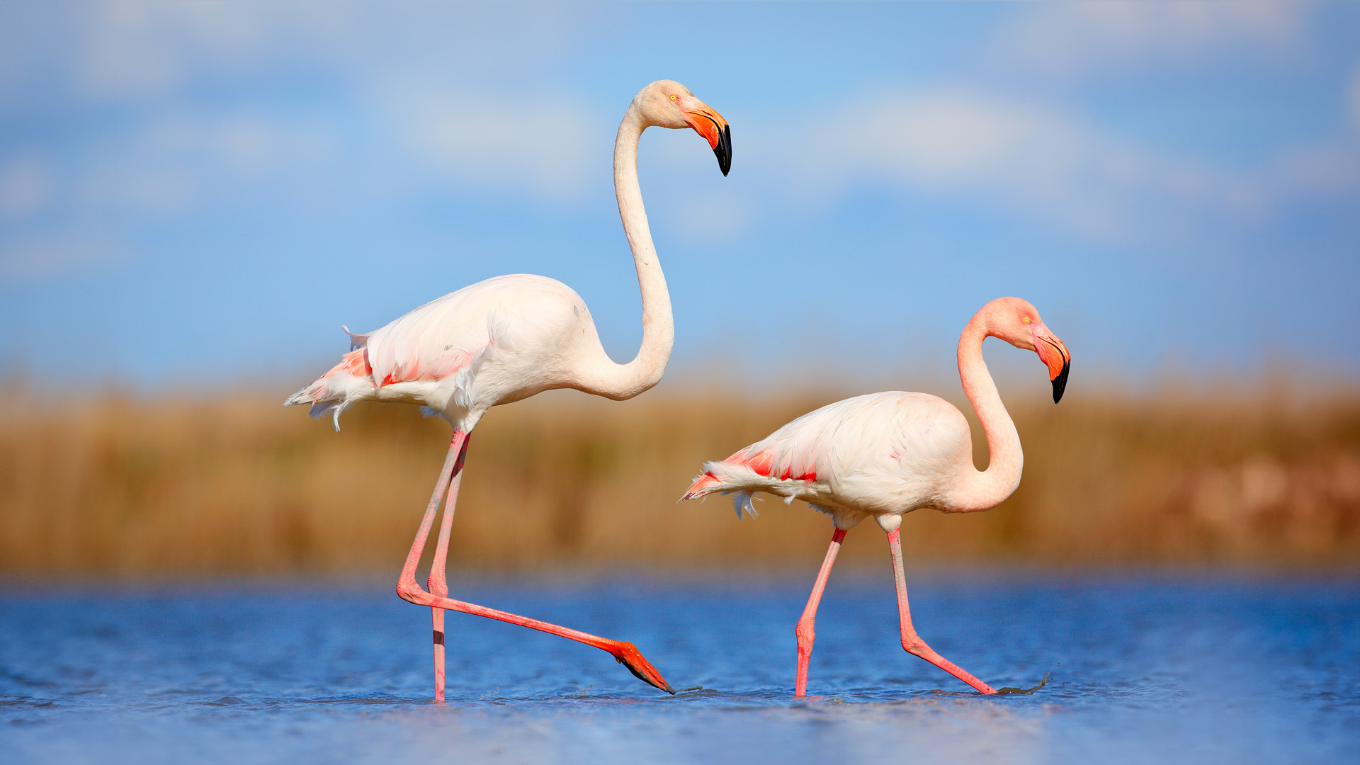 Discover Lake Natron Fish and Animals: Guide and Facts 2025
